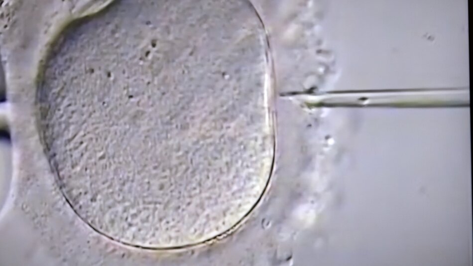 Tysiąc dzieci z gdańskiego programu in vitro